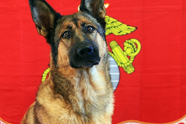 Four-legged Robots Vs. Military Dogs