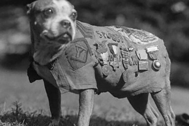 Four-legged Robots Vs. Military Dogs