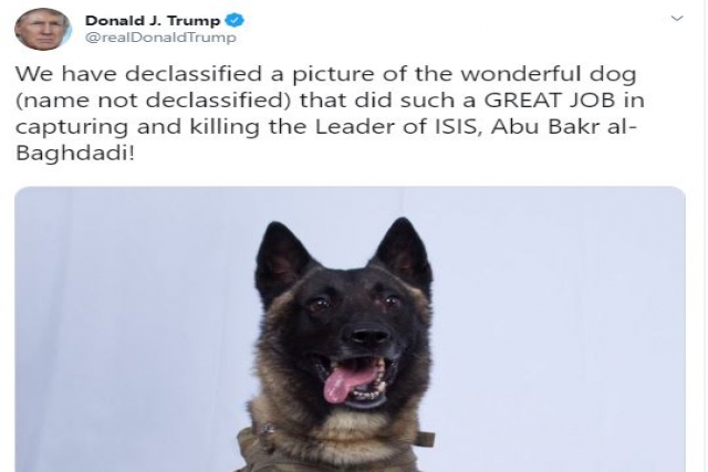US Develops Headgear to Protect Military Dogs’ Ears