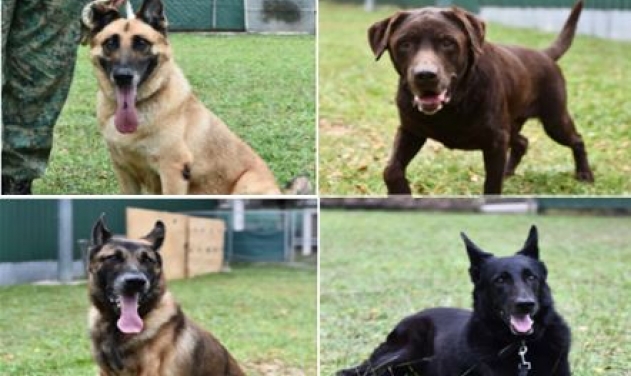 Singapore Defence Forces Offer Retired Dogs for Adoption
