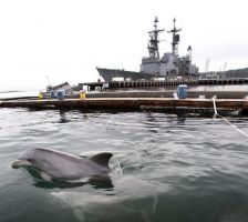 US Navy To Limit Sonar and Underwater Explosives To Save Whales