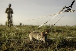 Cambodia To Employ ‘Hero Rats’ To Detect Mines And UXO By Year End