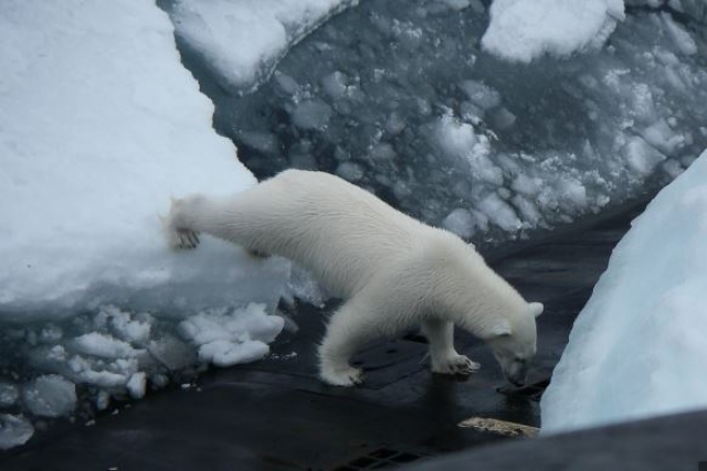 Military Radars Adapted to Track Polar Bears in Arctic